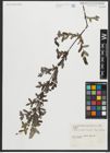Foto von Salix amplexicaulis Bory